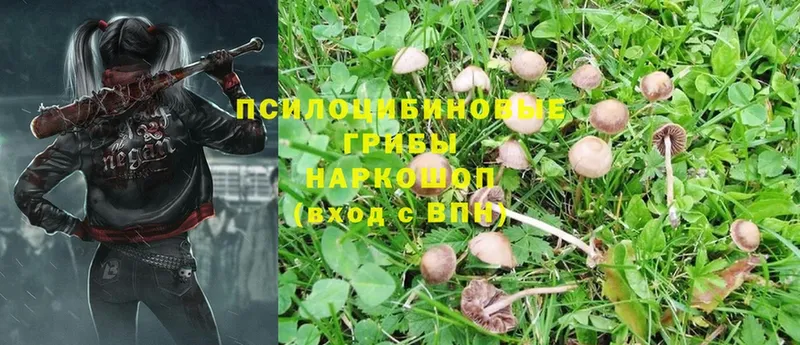 Галлюциногенные грибы MAGIC MUSHROOMS  Кирсанов 